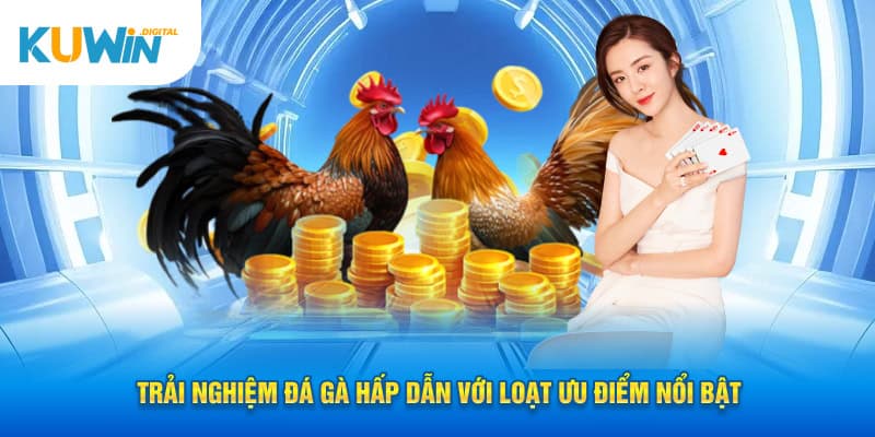 Trải nghiệm đá gà hấp dẫn với loạt ưu điểm nổi bật